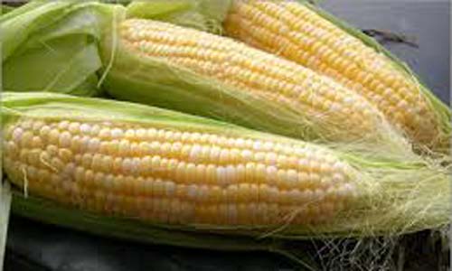 in India after wheat and rice...Maize in India after wheat and rice...Maize