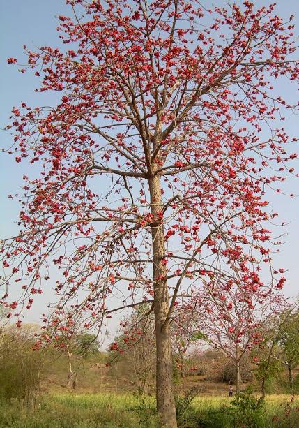 Semal tree on sale