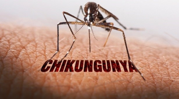 डेंगू, चिकनगुनिया, वायरल का होम्योपैथिक उपचार यूपेटोरियम परफोलियेटम और.....