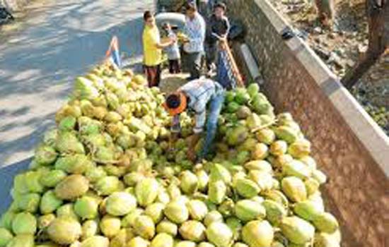सबसे बड़ा नारियल उत्पादक देश बना भारत सबसे बड़ा नारियल उत्पादक देश बना भारत