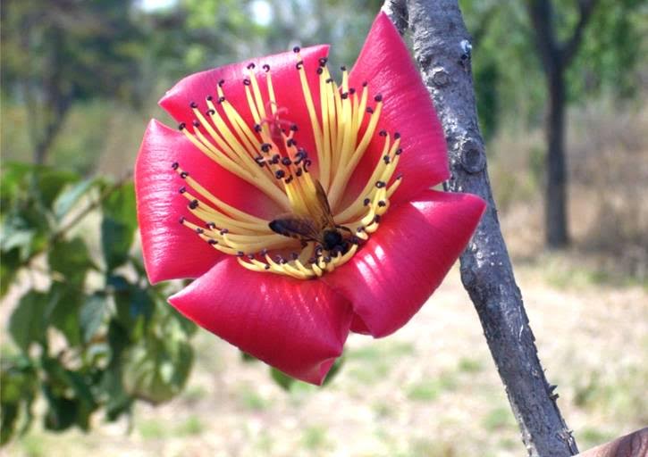 Bio-resource tree Semal:don't use in Holi plz.