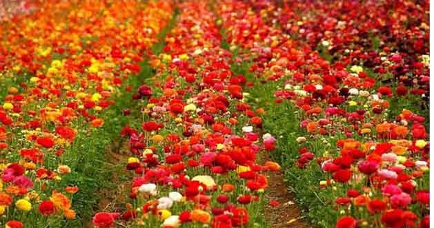 फलों, फूलों, मसालों की खुशबूसे महकता राजस्थान