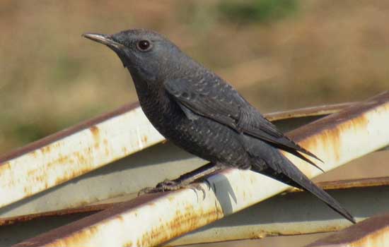 बांसवाड़ा में पहली बार दिखा दुर्लभ प्रजाति का प्रवासी पक्षी