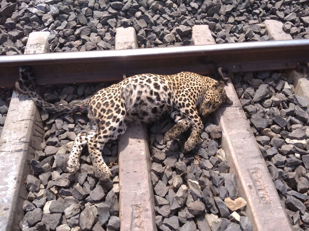 रेल की चपेट में आने से पैंथर की हुई मोत रेल की चपेट में आने से पैंथर की हुई मोत