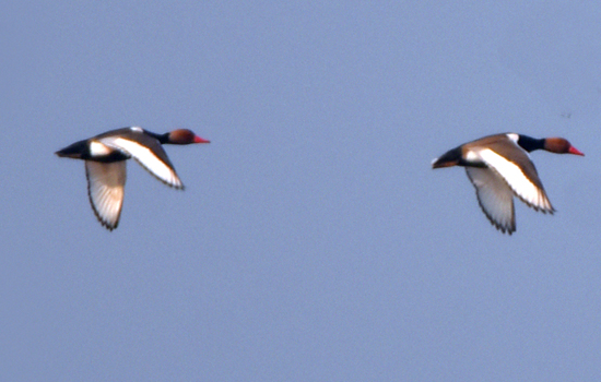 पातेला तालाब में दिखे दुर्लभ प्रजाति के प्रवासी पक्षी रेड क्रस्टेड पोचार्ड
