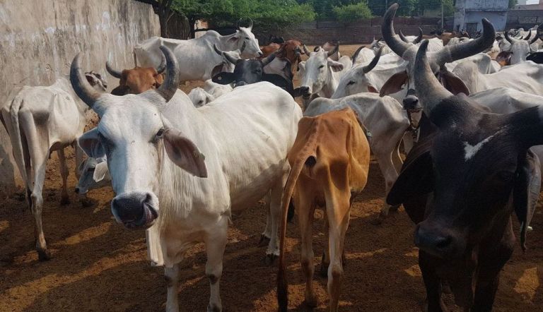 गोषालाओं को आर्थिक सहायता स्वीकृत