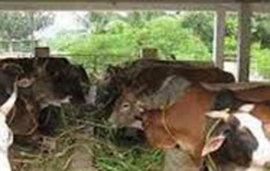 जैसलमेर जिले में पशुओं के संरक्षण के लिए हरसंभव प्रयास जारी