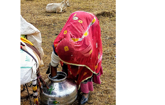 पशुपालक  रैबारियों की निराली दुनिया