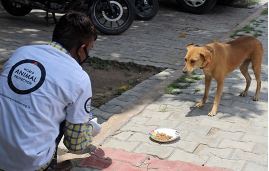 World Animal Protection and NDMC Feed Hundreds of Stray Dogs in Delhi