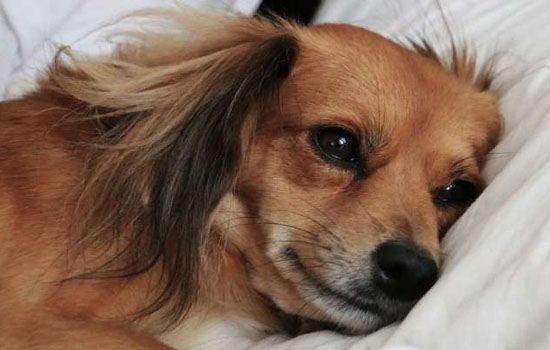 अमेरिका में एक और कुत्ता पाया गया कोरोना संक्रमित