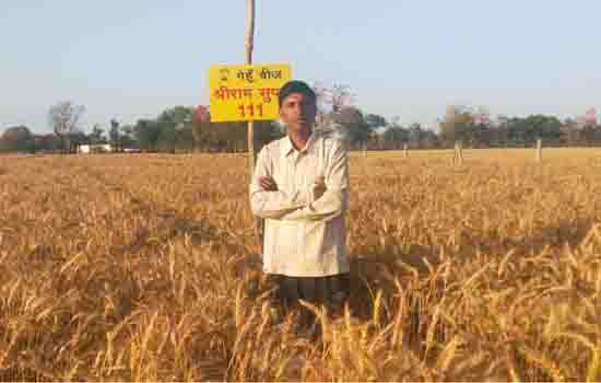 Shriram Super 111 Wheat Seed increases yield of wheat for farmers in Rajasthan