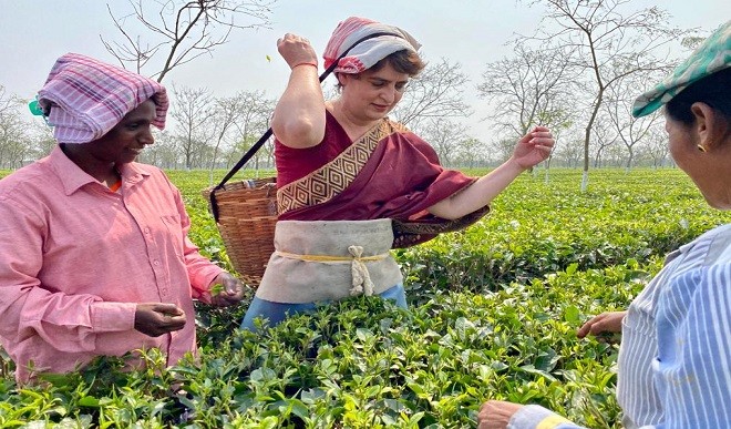 माथे पर टोकरी रख प्रियंका ने तोड़ीं चाय की पत्तियां, बागान के मजदूरों से भी की मुलाकात