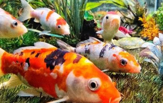 INDIA'S FIRST HI-TECH  FISH  AQUARIUM