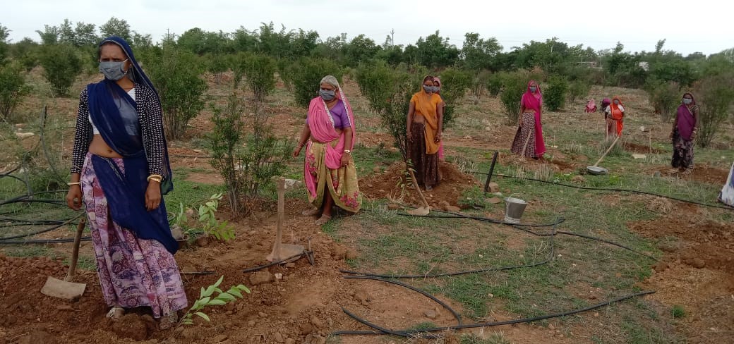 आंवलहेड़ा पंचफल उद्यान में सीताफल की खेती से हरियाली और पंचायत की स्थायी आय का बढे़गा स्त्रोत