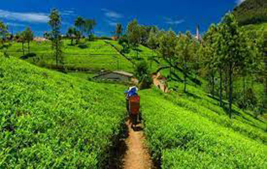 असम में छोटे चाय किसानों को मिलेगा न्यूनतम तय मूल्य