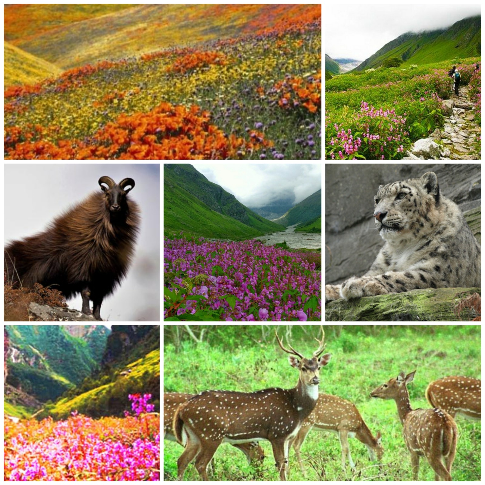 Nanda Devi and Valley of Flowers National Parks English_News :: 