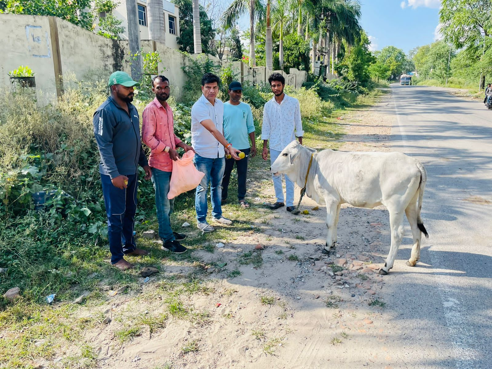 तलाश सेवा संस्थान उदयपुर के तत्वाधान में  गायो को आयुर्वेदिक लड्डू का सेवन कराया 