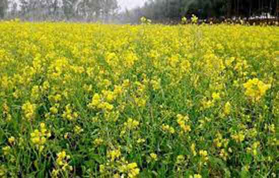 INDIA TO HARVEST RECORD MUSTARD CROP IN 2022-23