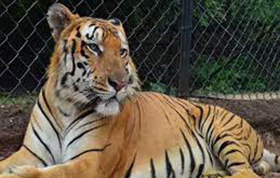 उत्तरी मेक्सिको में घर से चोरी हुआ बाघ 
