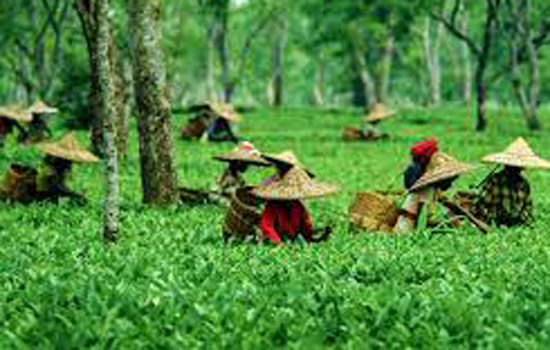 असम के चाय बागानों को राज्य सरकार से मिली 63 करोड़ की सहायता