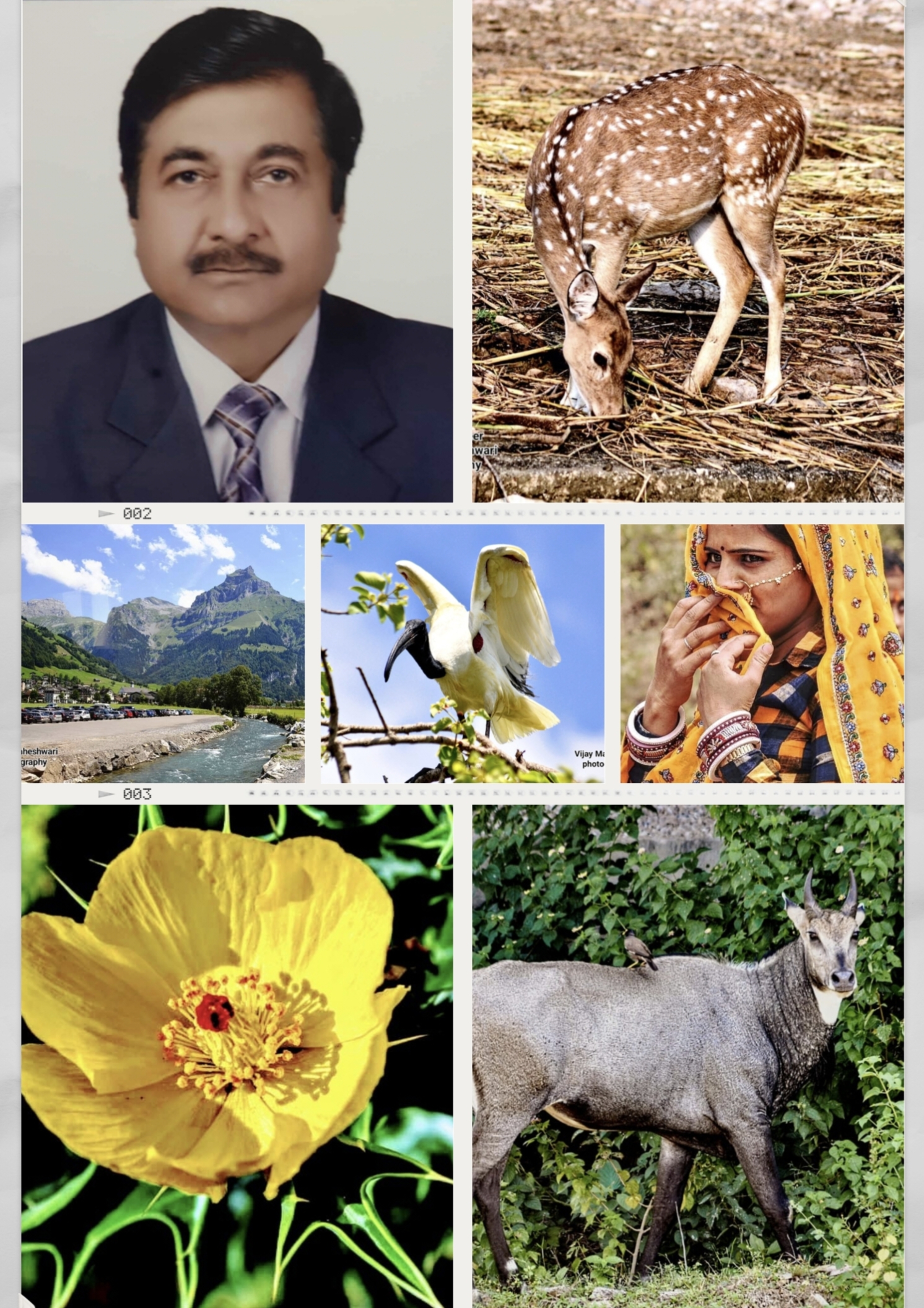 विजय माहेश्वरी ने वन्यजीव फोटोग्राफी में बनाई पहचान