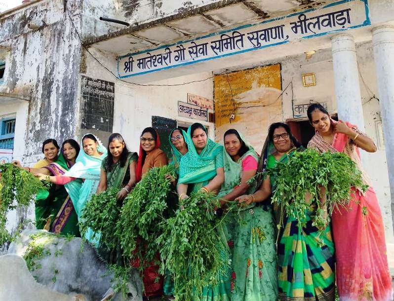 Women Members of Jain Cultural Forum Feed Cows Jaggery and Fodder