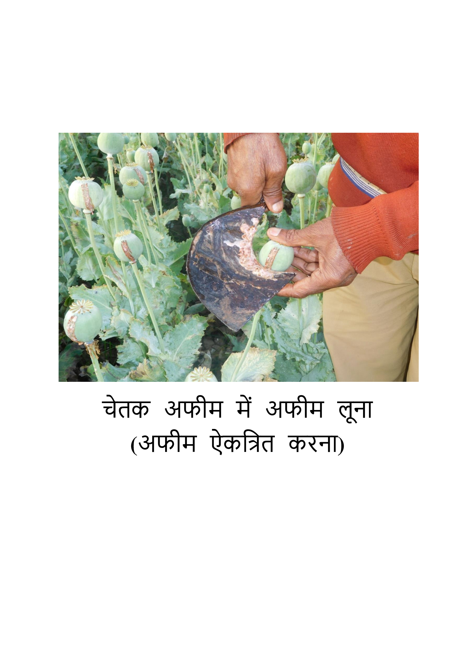 New Variety of Opium 'Chetak' Developed by MPUAT Agricultural Scientists