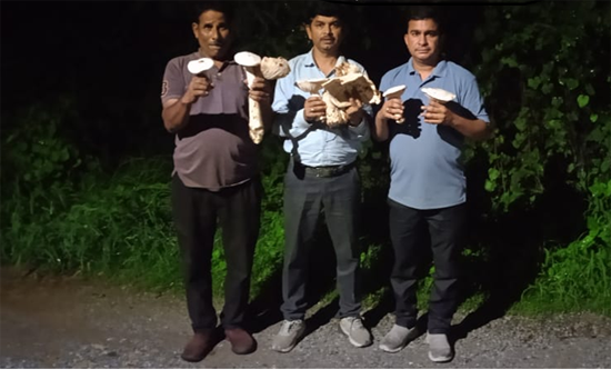 सीता माता वन्यजीव अभयारण्य प्रतापगढ़ में खाद्य दूध छाता मशरुम (केलोसाइबे इंडिका) की नई जंगली प्रजाति मिली 