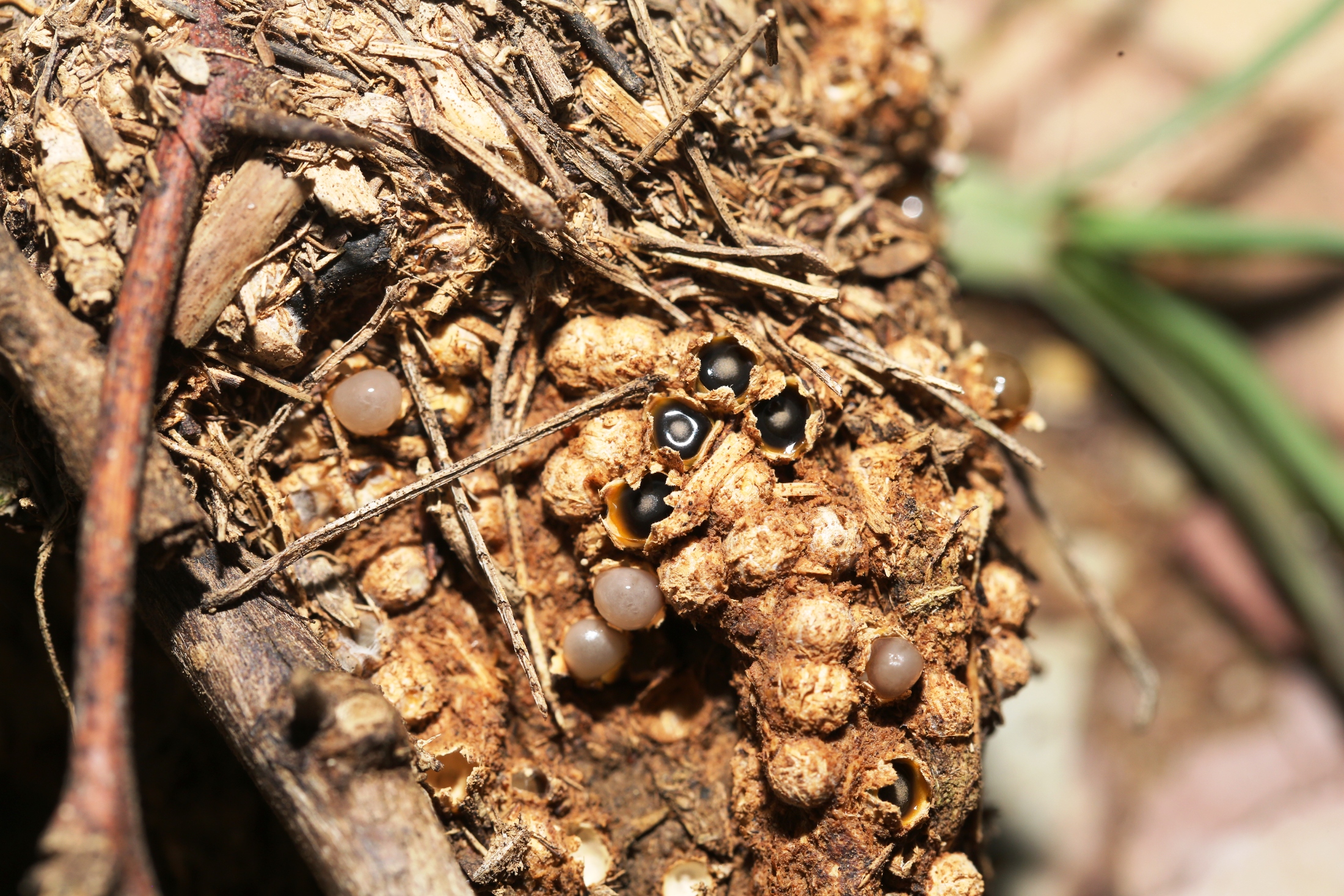 ### Spirobolus Jaysukhiyensis Fungus Discovered in Rajasthan