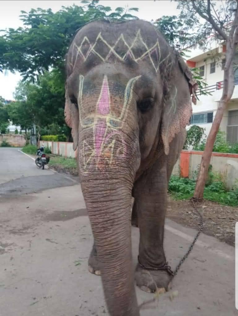 उदयपुर आवरी माता रेती स्टैंड पर रहने वाले हाथी मोती के मेडिकल जाँच करें और उसे वन्तारा जामनगर शिफ्ट करने के लिए उदयपुर पशु प्रेमियों की प्रशासन और वन विभाग से मांग