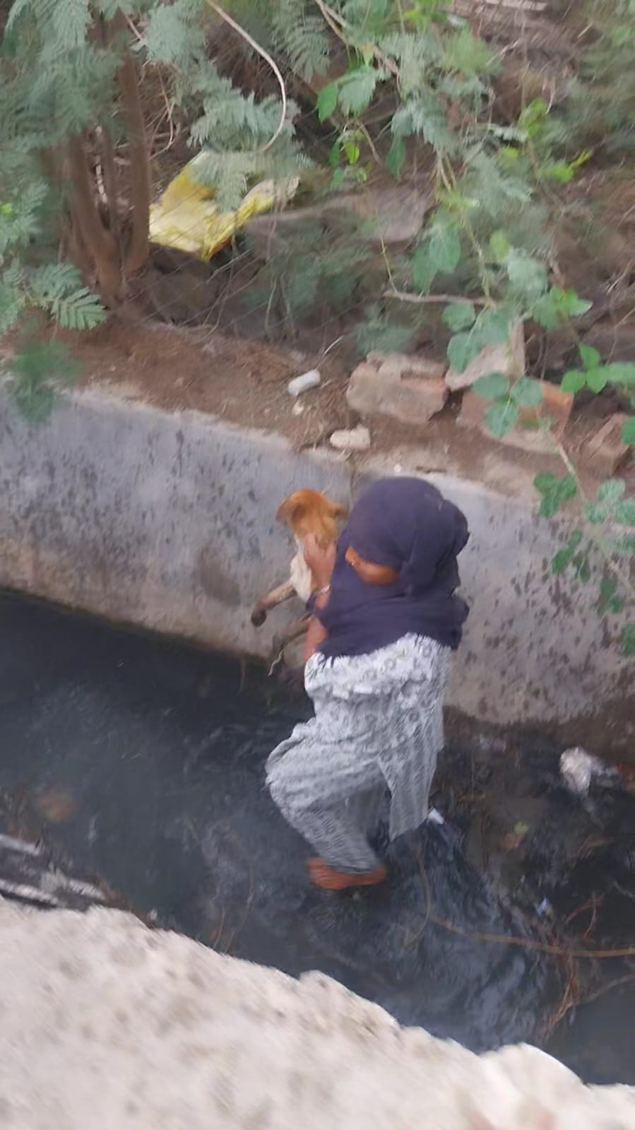 Udaipur Animal Protection Society Conducts Brave Rescue of Stray Dog Trapped in Drain