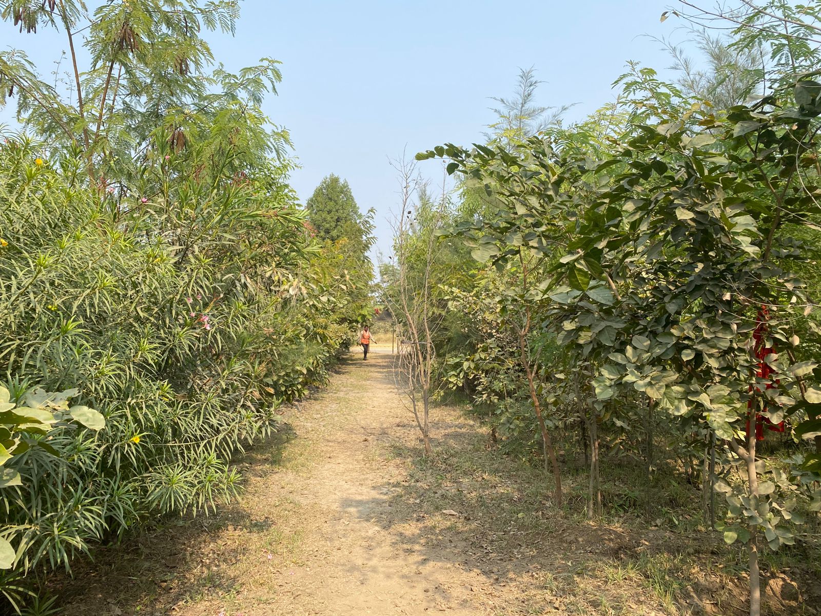 चंदेरिया लेड जिंक स्मेल्टर में मियावाकी मिनी फॉरेस्ट है पर्यावरण संरक्षण के लिए नया कदम