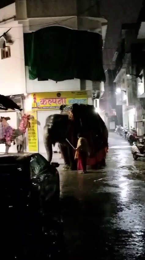 मोती हथिनी के साथ क्रूरता का वीडियो /फोटो सामने आया – रामु हथिनी की मौत के बाद अब मोती पर खतरा!