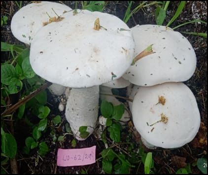 Udaipur Centre Receives 10 Accession Numbers for Wild Edible & Medicinal Mushroom Germplasm Collection