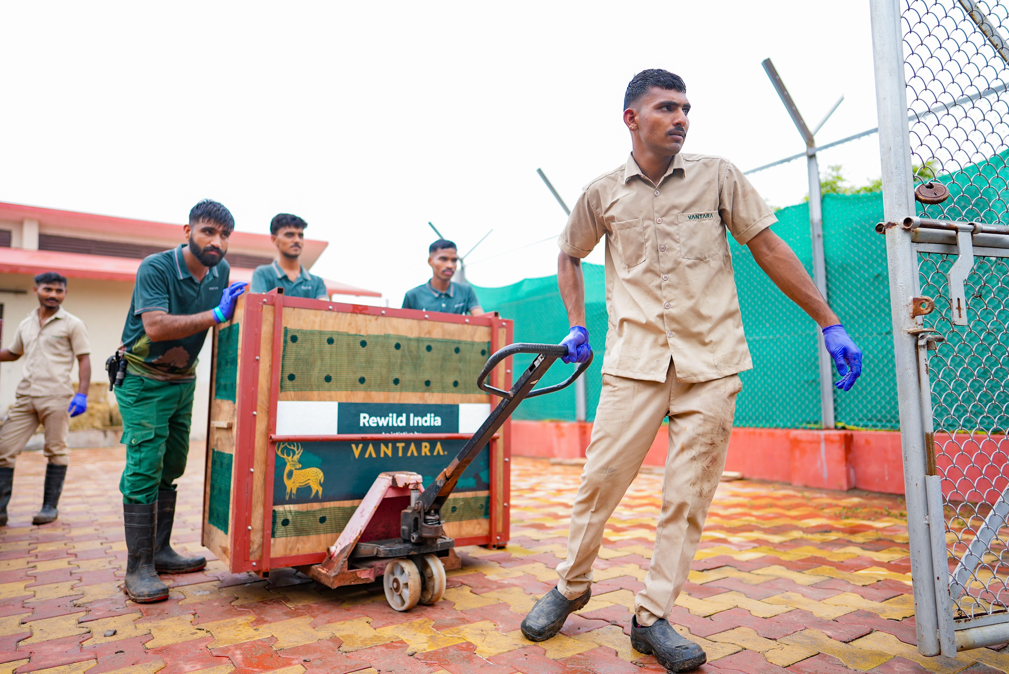 वंतारा एवं गुजरात वन विभाग द्वारा बन्नी ग्रासलैंड्स में 20 चीतलों का पुनःस्थापन