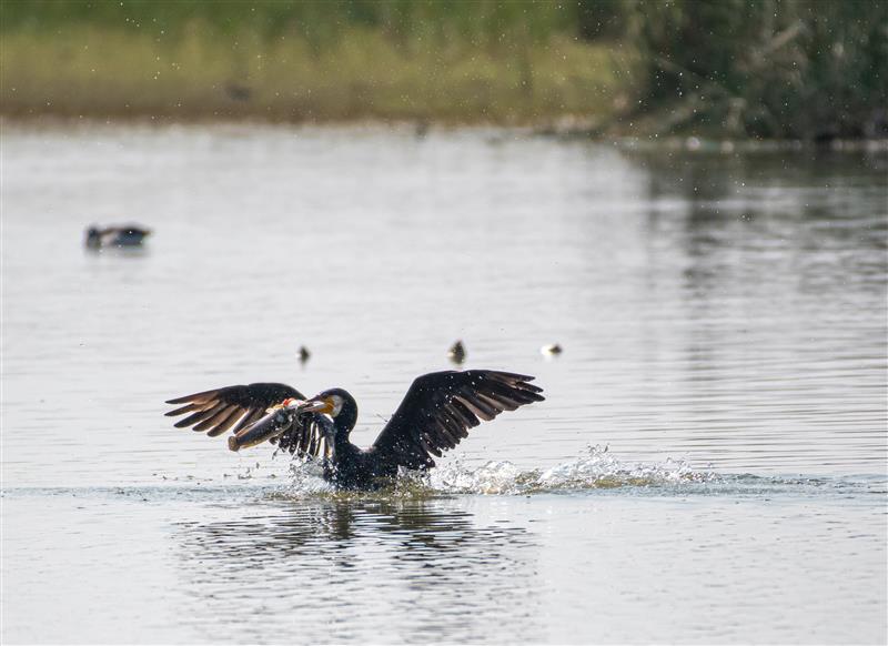 World Nature Conservation Day: Hindustan Zinc Doubles Up Ecological Reclamation with TERI to 13 hectares