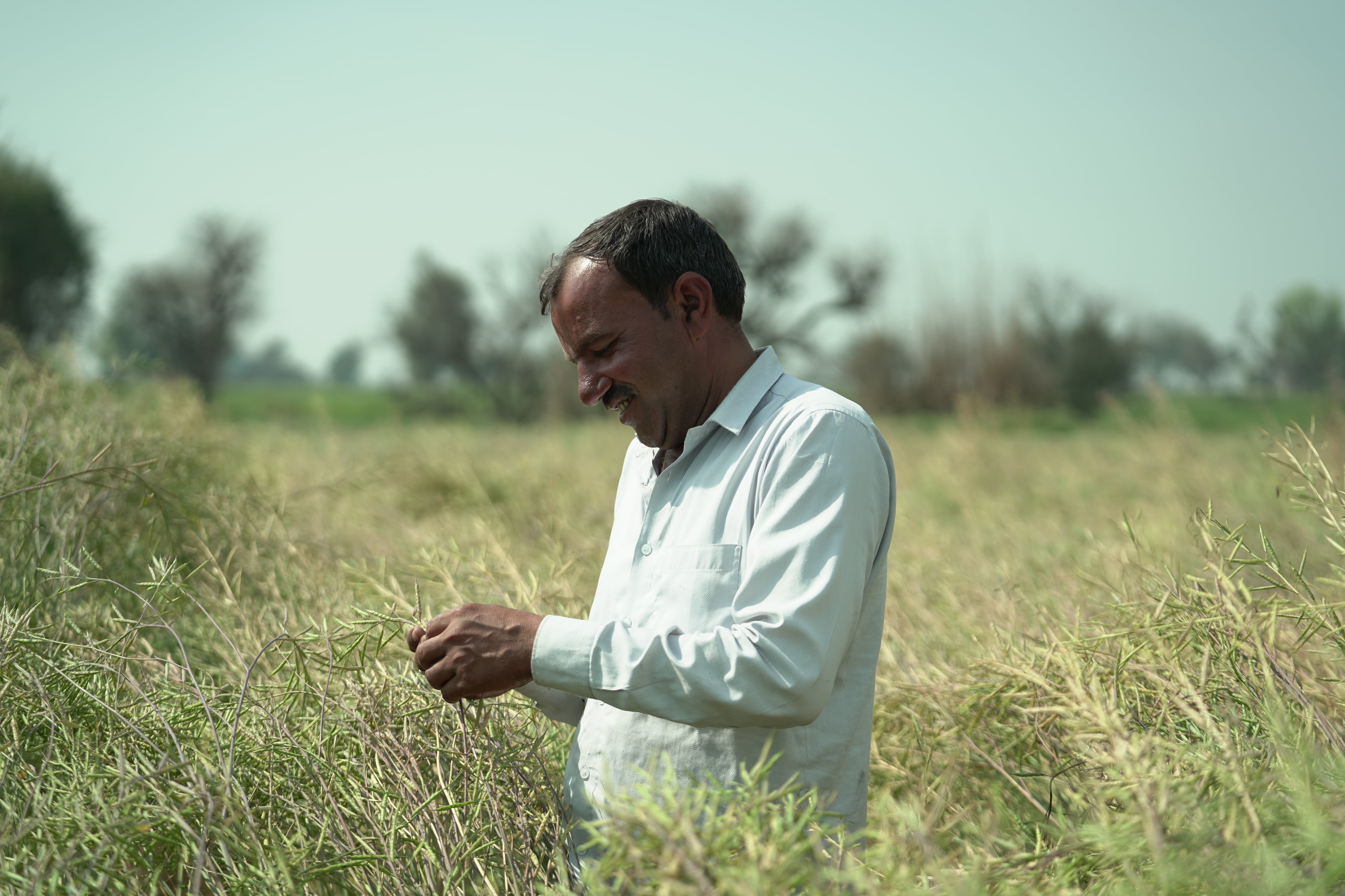 Celebrating National Mustard Day: Honouring a Crop That  Powers Rural Prosperity