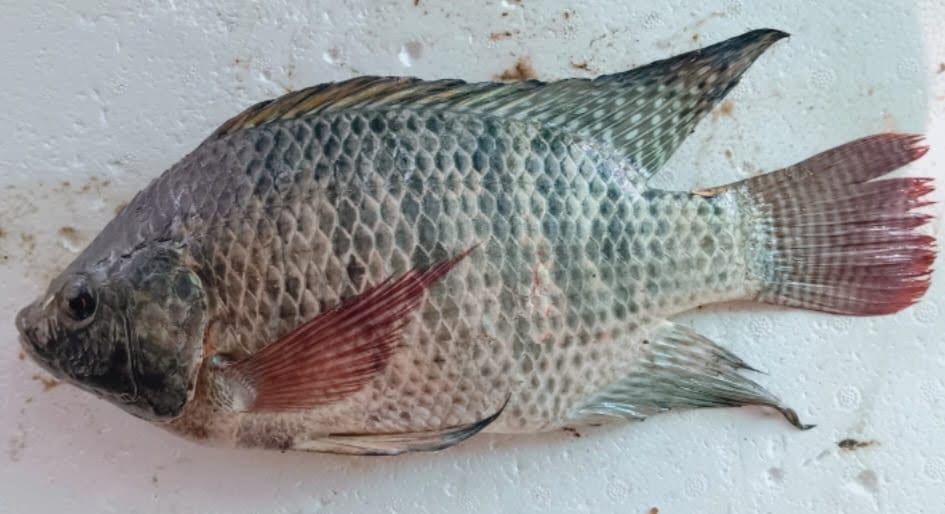 African fish- Tilapia knocked  Udaipur lakes system 