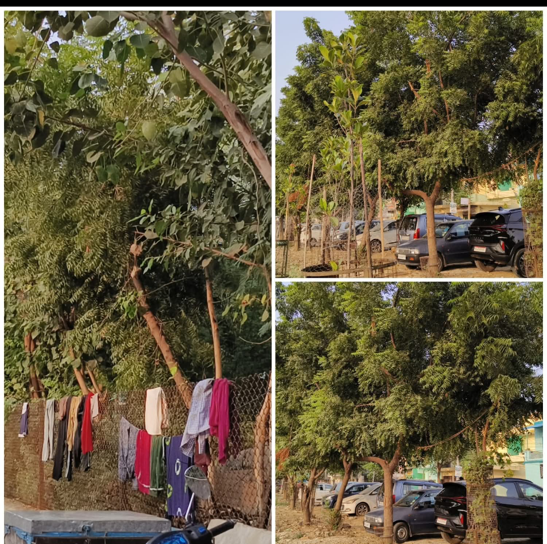समाजसेवी ग़ालिब बैग ने किया वृक्षारोपण