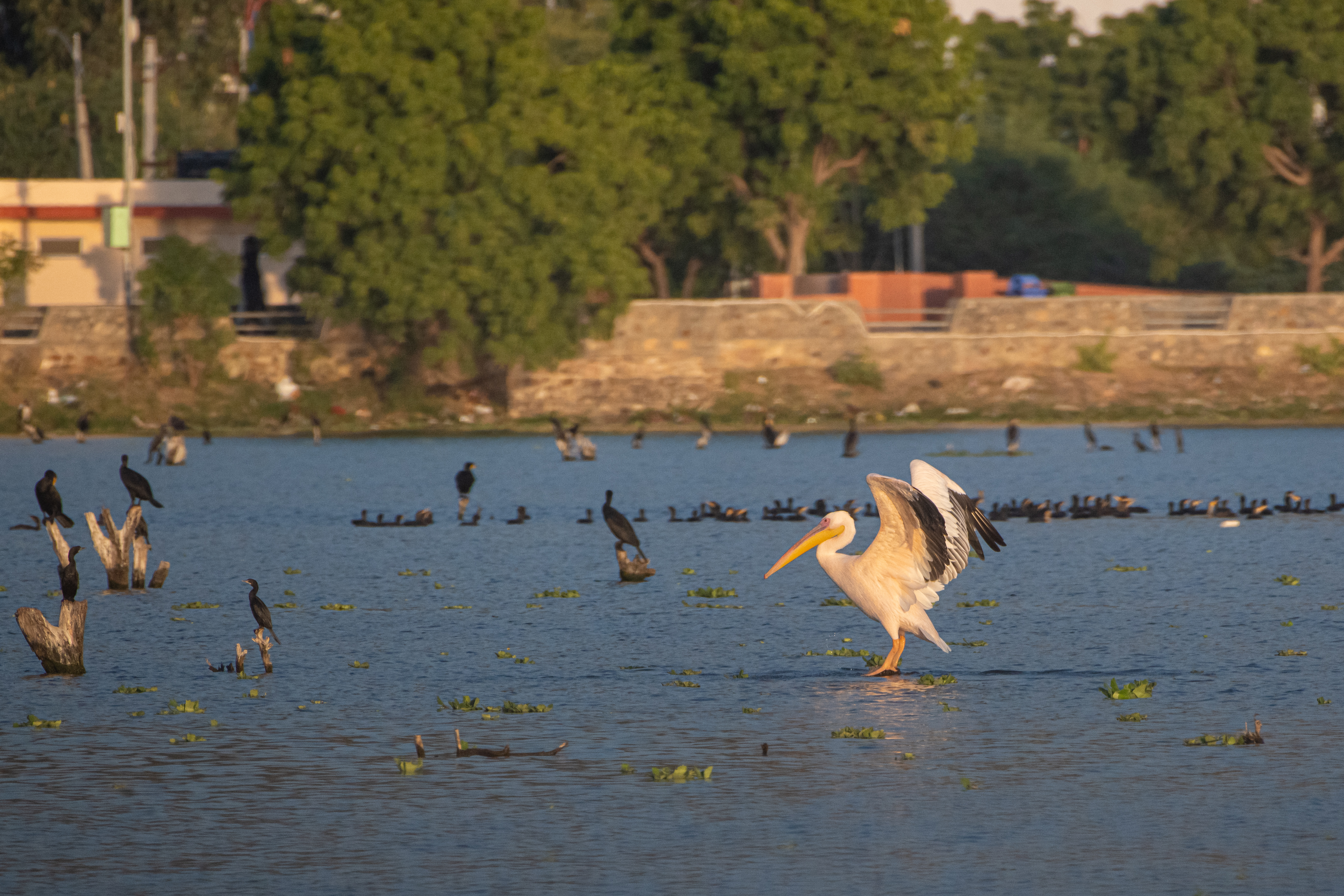 #### Hindustan Zinc advances Animal Welfare, positively impacting 8.7 lakh animals since 2016