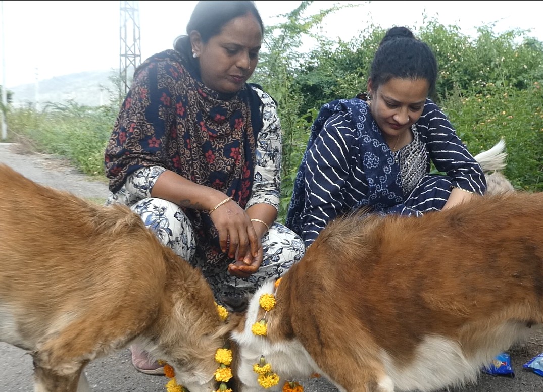 एनिमल प्रोटेक्शन सोसायटी उदयपुर ने मनाया ‘कुकुर तिहार’, की पशुओं की पूजा — दिया करुणा और प्रेम का संदेश