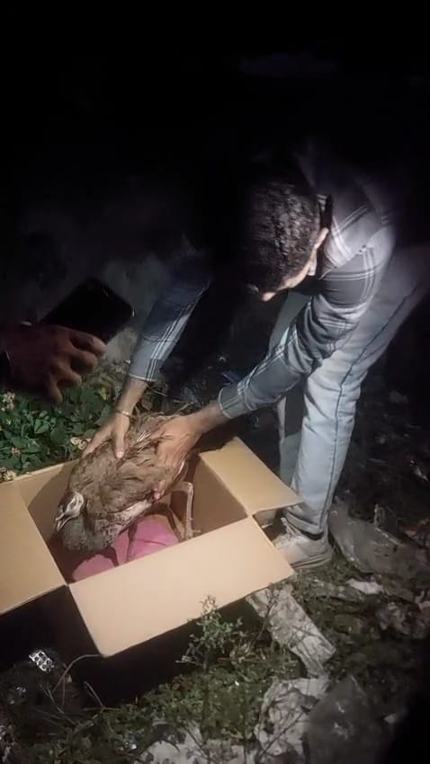 घायल राष्ट्रीय पक्षी मोर का रेस्क्यू — एनिमल प्रोटेक्शन सोसाइटी की त्वरित कार्रवाई घायल राष्ट्रीय पक्षी मोर का रेस्क्यू — एनिमल प्रोटेक्शन सोसाइटी की त्वरित कार्रवाई