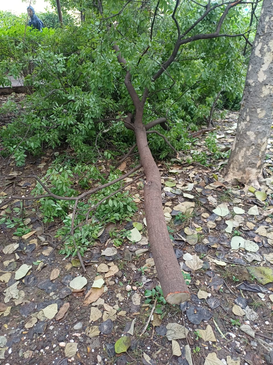 बसन्त विहार पार्क में चंदन के पेड़ चोरी   बसन्त विहार पार्क में चंदन के पेड़ चोरी